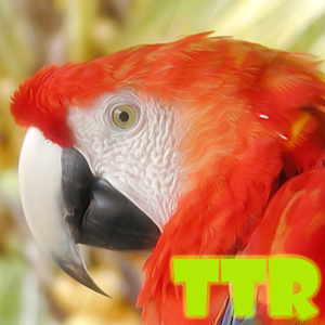 live parrot wallpaper.apk 1.0.2