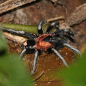 Trinidad Dwarf Tarantula