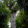 New Zealand Kauri Tree 