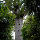 New Zealand Kauri Tree 