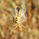 Pointed Garden Orb Web Spider