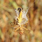 Pointed Garden Orb Web Spider