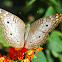 White Peacock