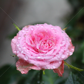 mini rose by Sean Kushmick - Novices Only Flowers & Plants