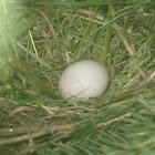 Mourning Dove Egg