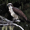 Osprey (eating a fish)