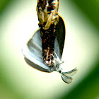 Bagworm Moth (Mating)
