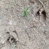 Wild boar foot track
