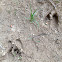 Wild boar foot track