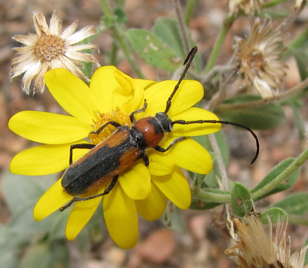 Longhorned beetle