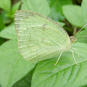 Mottled emigrant