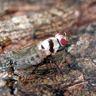 Root-maggot Fly