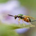 Parasitic wasp