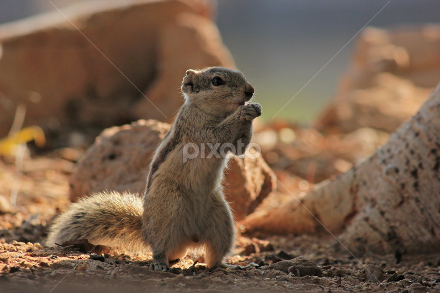 KUT-KUT by Vivek Purohit - Animals Other Mammals