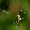 Decorative Leucauge Spider