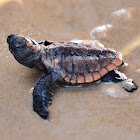 Loggerhead Turtle (baby)
