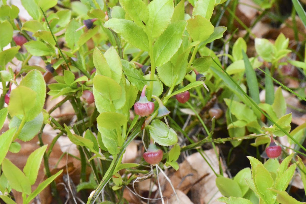 blueberry plant with unripe fruits