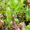 blueberry plant with unripe fruits