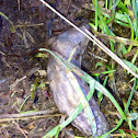 Netted slug