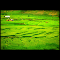 Discover Cambodia logo