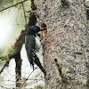 Black-backed Woodpecker (female feeding chicks and removing poop from nest)