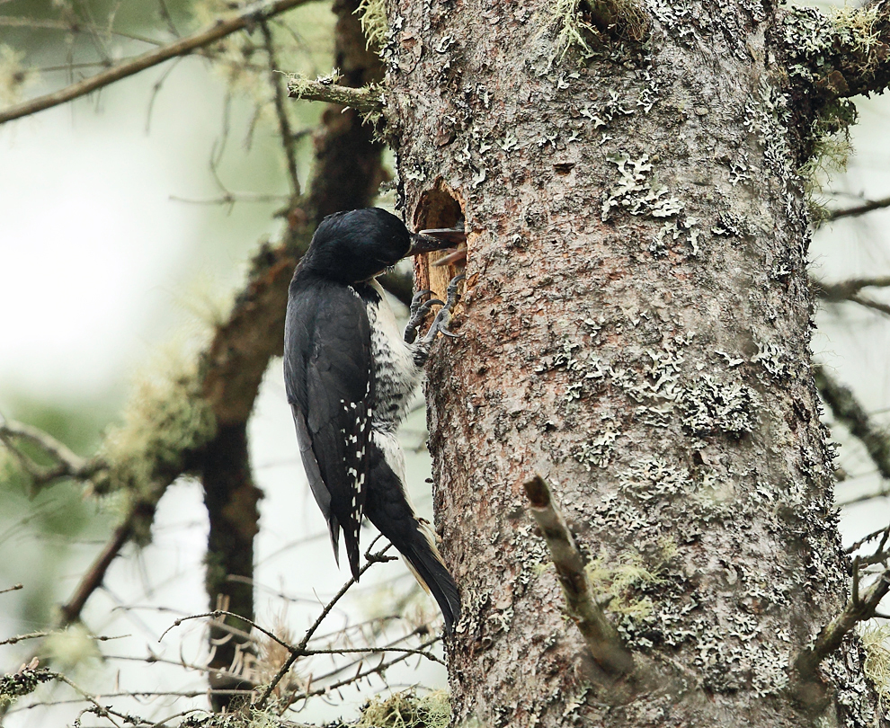 Black-backed Woodpecker (female feeding chicks and removing poop from nest)
