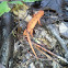 Eastern newt