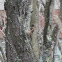 Yellow-shafted Northern Flicker (male)