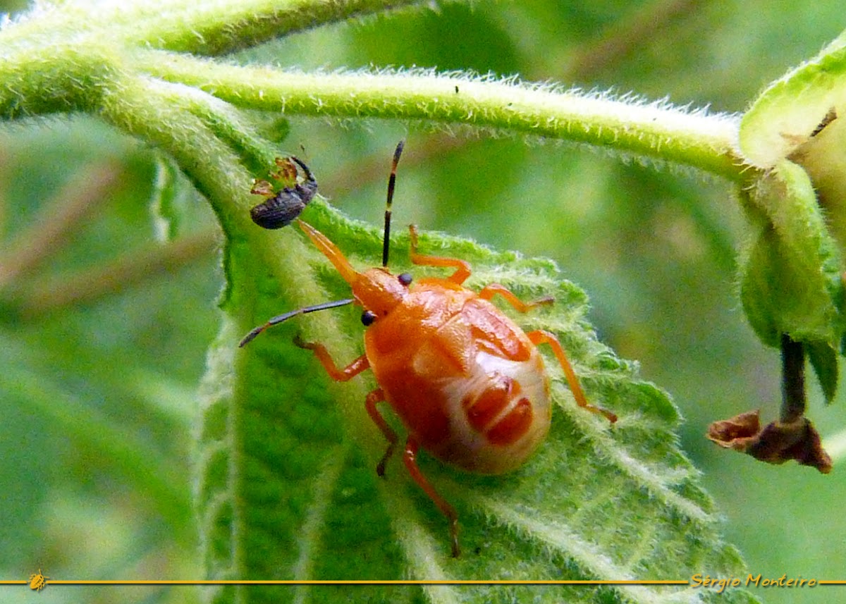 Predatory stink bug nymph