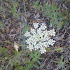 Cow Parsley