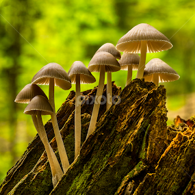 Climbing fungis by Peter Samuelsson - Nature Up Close Mushrooms & Fungi