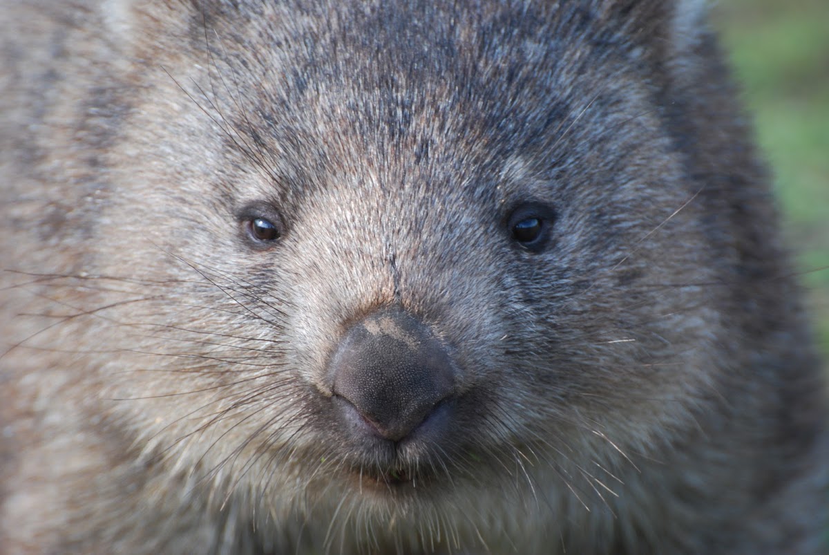 Common Wombat Project Noah