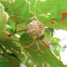 Lynx Spider with Egg Sac