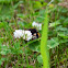 Buff Tailed Bumblebee