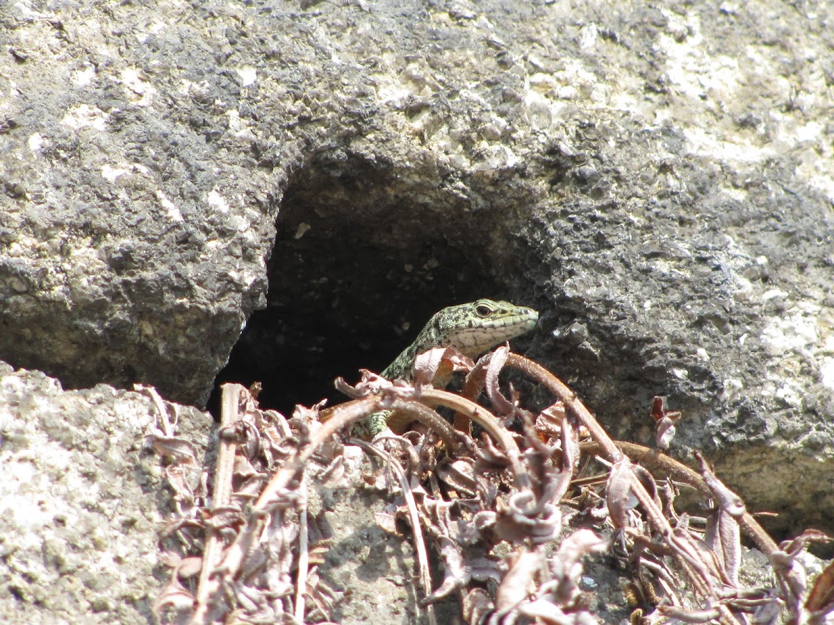 Bocage's Wall Lizard(Lagartixa-de-Bocage)