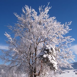Falling Snow Winter Desktop 1.3.2