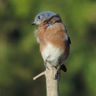 Eastern Bluebird (male)