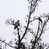 Red-tailed Hawk (Mobbed by Crows)