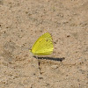 Little Yellow Butterfly