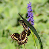 Palmedes Swallowtail Butterfly