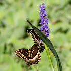 Palmedes Swallowtail Butterfly