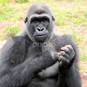 Gorilla by Owen Taylor - Animals Other Mammals