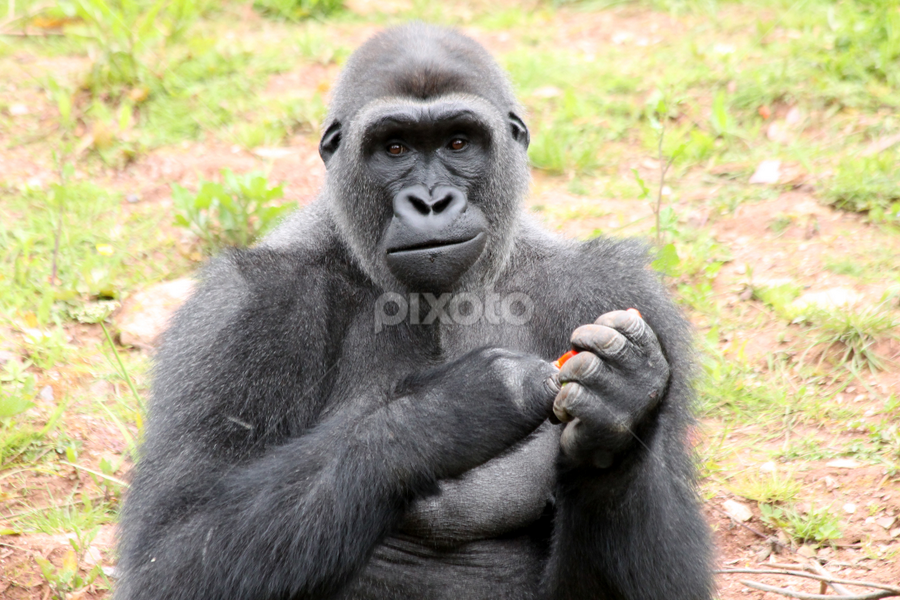 Gorilla by Owen Taylor - Animals Other Mammals