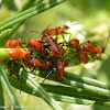 Large milkweed bug (nymphs)