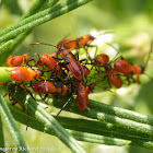 Large milkweed bug (nymphs)