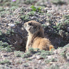 Black-tailed Prairie Dog