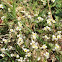 Common whitlowgrass
