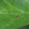 Chalcid Wasp