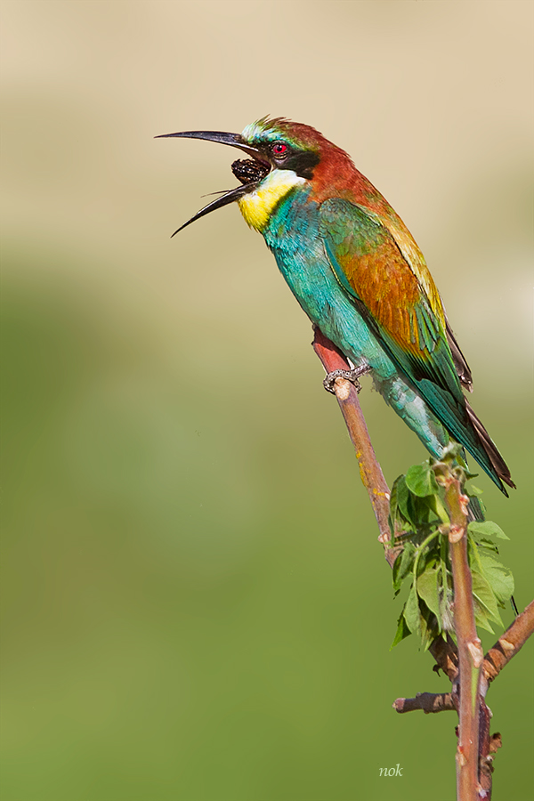 European Bee-eater