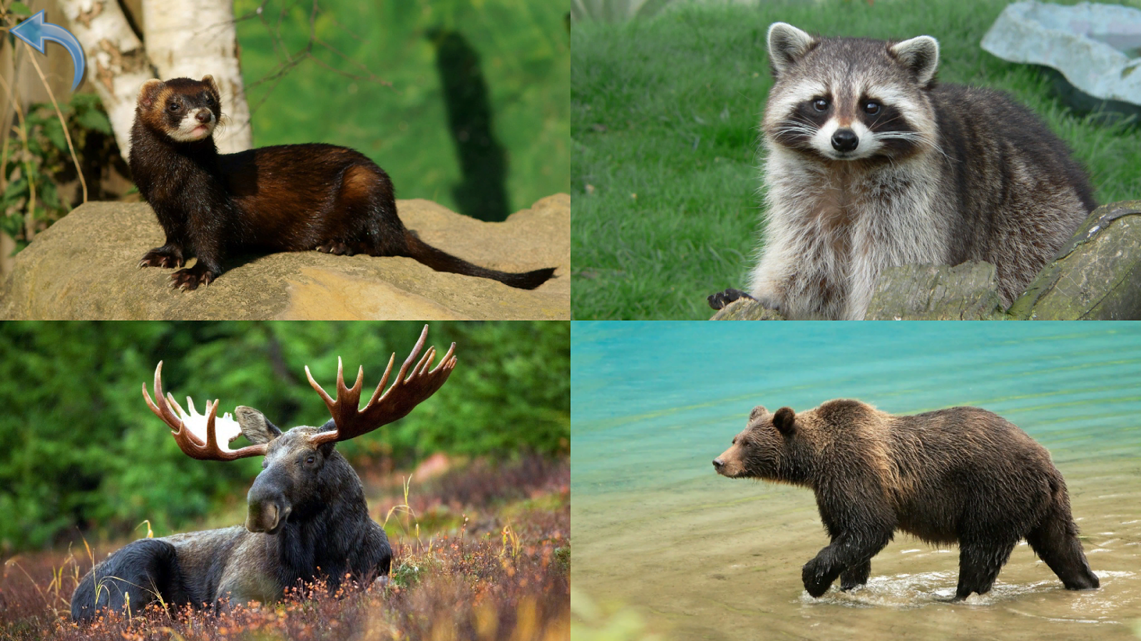    Kids Learn About Animals- screenshot  